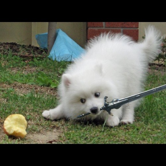 Profile Picture of Gabe Peralto (@pichu618) on Poshmark