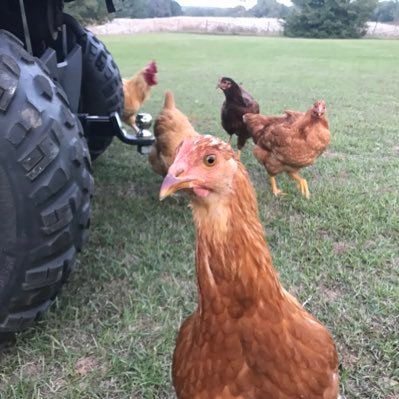 Profile Picture of Larry Cobb (@larrycobb68) on Twitter