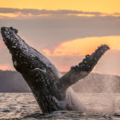 Profile Picture of Kim Lauzon (@Kimouchou1) on Youtube