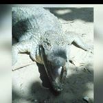 Profile Picture of lamin sanneh (@camarapamusa) on Instagram