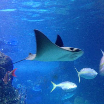 Profile Picture of Cody Butts (@cbutts88) on Twitter