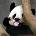 Profile Picture of brian xie (@brian_xxie) on Instagram