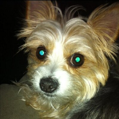 Profile Picture of Geoff Katz (@katzgeoffrey) on Twitter