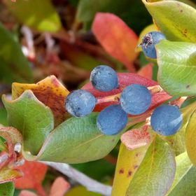 Profile Picture of Patti Peters (@davidsonpeters) on Pinterest