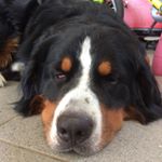 Profile Picture of Heike Koschig (@koschigheike) on Instagram