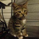 Profile Picture of Liam 😻 (@_liam_thompson_) on Instagram