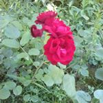 Profile Picture of Nermina  Hodzic (@hodzicnermina) on Instagram