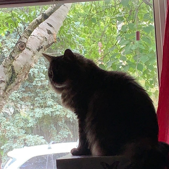 Profile Picture of Anna Ciardullo (@acbuys) on Poshmark