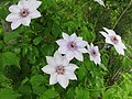 Profile Picture of Clematis patenson Wikipedia