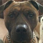 Profile Picture of Vanessa Defabbo (@vanessadefabbo) on Instagram