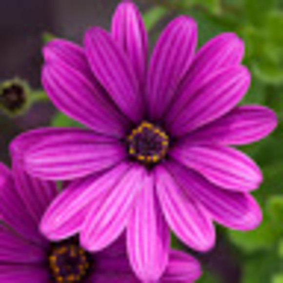 Profile Picture of Laura Heaton (@lh44tm) on Poshmark