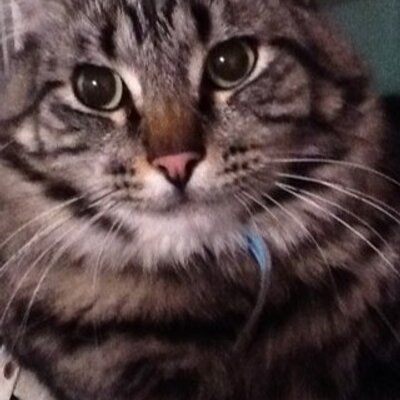 Profile Picture of David Thornbury (@fatdavo) on Twitter