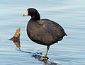 Profile Picture of American coot - Wikipediaon Wikipedia