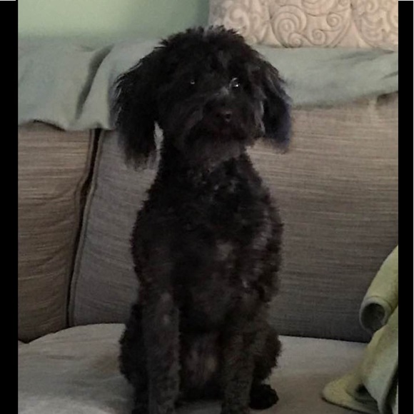 Profile Picture of Quin Abrecht (@qabrecht) on Poshmark