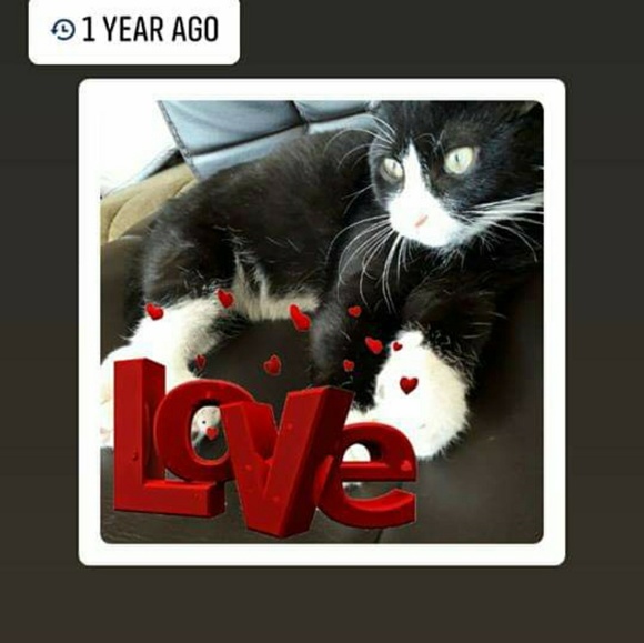 Profile Picture of Leann Boyken (@lgatton0) on Poshmark