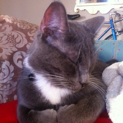 Profile Picture of Patrick Mott (@lilbabytitten) on Twitter