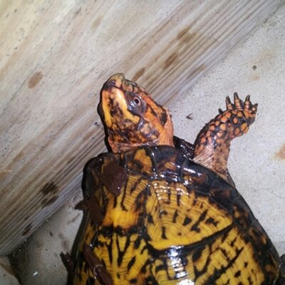 Profile Picture of Andrew Cress (@maydayAndrew) on Twitter