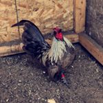 Profile Picture of Tony Kinney (@tiki_is_beast) on Instagram