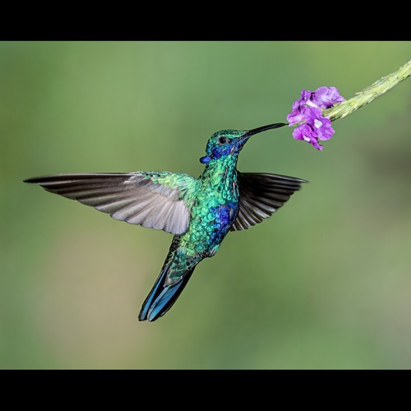 Profile Picture of Alexandre Perna (@alex_p_123) on Poshmark