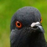 Profile Picture of Eugene (@eugene_dove) on Instagram