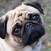 Profile Picture of Carleen O'Connor (@carleen2167) on Pinterest