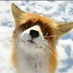 Profile Picture of Tobias Andrews (@p1nkfox_toby) on Instagram