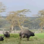 Profile Picture of Frank Langat Frangoo (@Frank-Langat-Frangoo) on Facebook