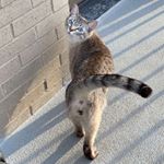 Profile Picture of Peter Sanchez Russo (@sweetpetewheat) on Instagram