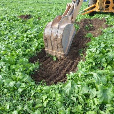 Profile Picture of Dave Robison (@PlantCoverCrops) on Twitter