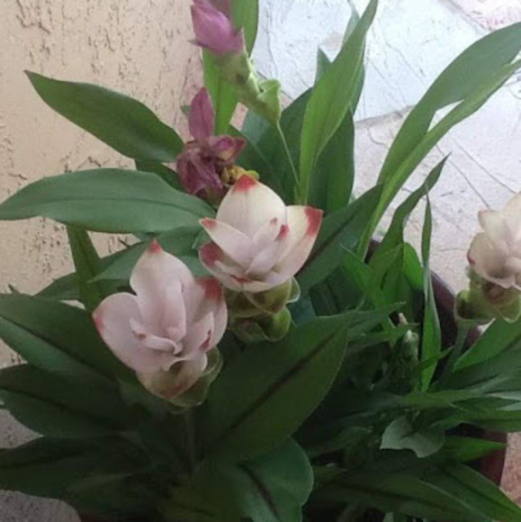 Arlenis Riesco - Poshmark Profile Picture of Arlenis Riesco (@arlenisrv2) on Poshmark