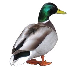 Micah P. Dombrowski - Twitter Profile Picture of Micah P. Dombrowski (@mpdwibble) on Twitter