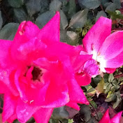 Profile Picture of Lori Whitaker (@loriwhitaker1619) on Youtube