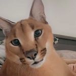 Profile Picture of Karakal Kimbo (@kimbothewildcat) on Instagram