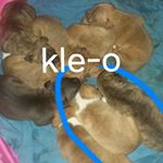 Lisa Nottingham - Instagram Profile Picture of Lisa Nottingham (@thumperdune) on Instagram