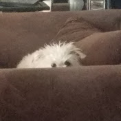 Profile Picture of Daniel Dowling (@danieldowling4306) on Youtube