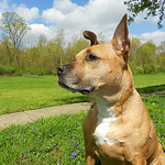 Profile Picture of Pitbull MaMa (@Pitbull MaMa) on Flickr