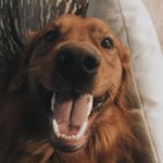 Profile Picture of Moose and Willow (@moose.frederick) on Instagram