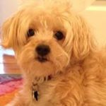 Profile Picture of Haley Albertario (@momoside) on Instagram