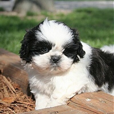 Profile Picture of Aaron_feliciano (@aaronF8) on Twitter