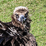 Profile Picture of Chris Stiff (@monkey_boy_hero) on Flickr