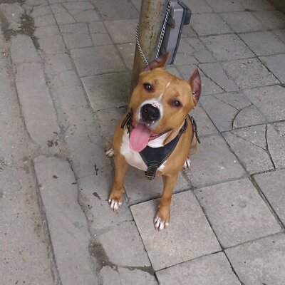 Profile Picture of Kiril Ivanov (@kikro85) on Twitter