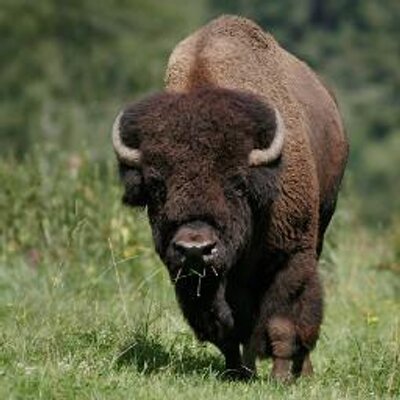 Profile Picture of Steven J Stallion (@StevoStallion) on Twitter