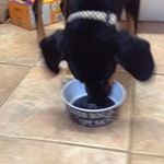 Profile Picture of Baxter And Grady (@baxter_boy_cuteee) on Instagram