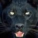 Profile Picture of Gilbert Harrell (@panthervii) on Pinterest