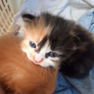 Profile Picture of Himatum Ma'rufah (@lilian77ma) on Twitter