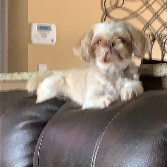 Profile Picture of Jaclyn Piccirillo (@jaclynp1008) on Poshmark