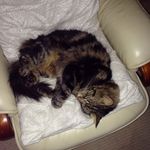 Jasmine Jolly - Instagram Profile Picture of Jasmine Jolly (@tiddlesthetabbycat) on Instagram