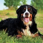 Profile Picture of Ross Earl (@Ross-Earl) on Facebook