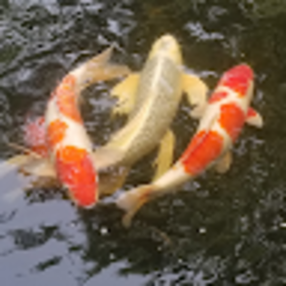 Profile Picture of Debra Boyce (@dboyce589) on Poshmark