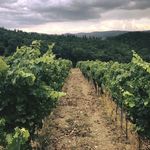 Alex Paten & Lisa McKenna - Instagram Profile Picture of Alex Paten & Lisa McKenna (@twodrunkladies) on Instagram